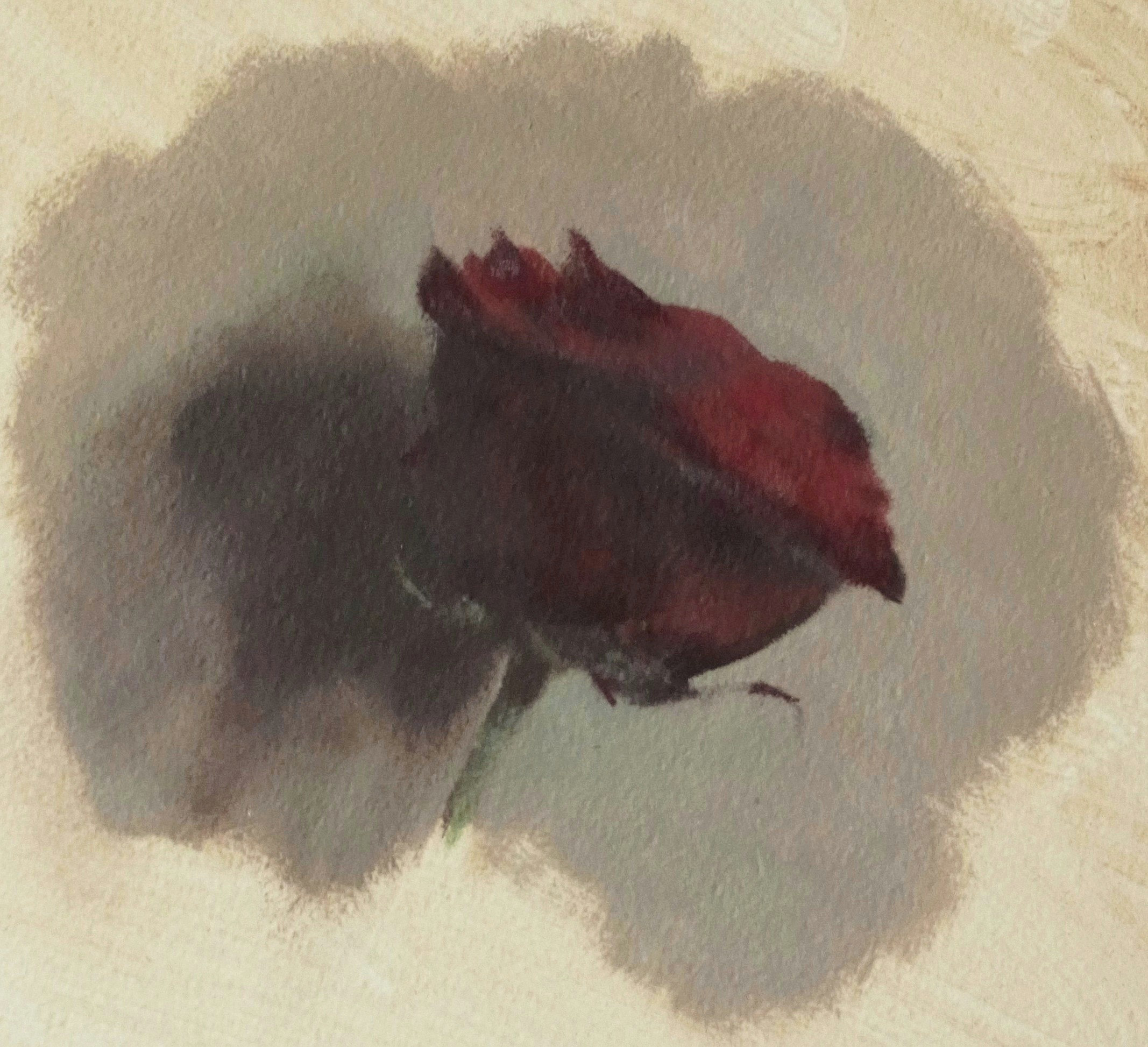Portrait of a Rose &mdash; Jasmin Harell